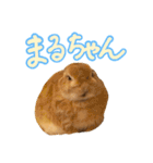 大好きぺんたん（個別スタンプ：7）