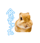 大好きぺんたん（個別スタンプ：9）
