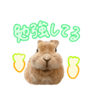 大好きぺんたん（個別スタンプ：10）