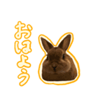 大好きぺんたん（個別スタンプ：11）