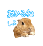 大好きぺんたん（個別スタンプ：12）