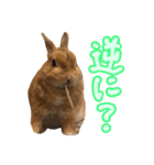 大好きぺんたん（個別スタンプ：13）