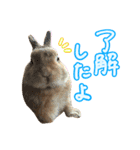 大好きぺんたん（個別スタンプ：15）