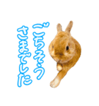 大好きぺんたん（個別スタンプ：16）
