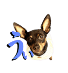 名犬サクちゃん10（個別スタンプ：1）