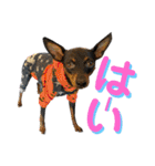 名犬サクちゃん10（個別スタンプ：2）