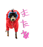 名犬サクちゃん10（個別スタンプ：4）