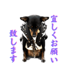 名犬サクちゃん10（個別スタンプ：6）