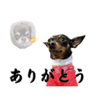 名犬サクちゃん10（個別スタンプ：7）