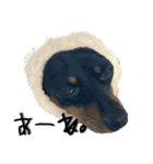 名犬サクちゃん10（個別スタンプ：9）