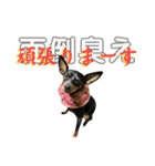 名犬サクちゃん10（個別スタンプ：15）