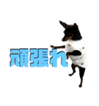 名犬サクちゃん10（個別スタンプ：16）