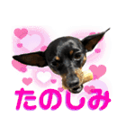 名犬サクちゃん10（個別スタンプ：17）