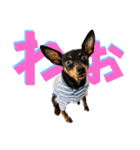 名犬サクちゃん10（個別スタンプ：18）