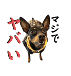 名犬サクちゃん10（個別スタンプ：20）