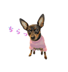 名犬サクちゃん10（個別スタンプ：26）
