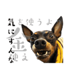 名犬サクちゃん10（個別スタンプ：28）