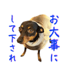 名犬サクちゃん10（個別スタンプ：29）