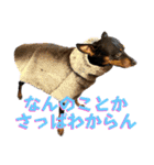名犬サクちゃん10（個別スタンプ：30）