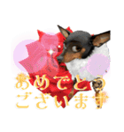 名犬サクちゃん10（個別スタンプ：32）