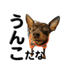 名犬サクちゃん10（個別スタンプ：34）