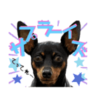 名犬サクちゃん10（個別スタンプ：36）