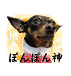名犬サクちゃん10（個別スタンプ：37）