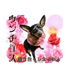 名犬サクちゃん10（個別スタンプ：38）
