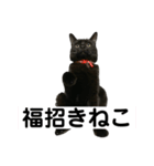 クロネコエブリデイ（個別スタンプ：2）
