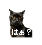 クロネコエブリデイ（個別スタンプ：4）