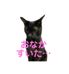 クロネコエブリデイ（個別スタンプ：5）
