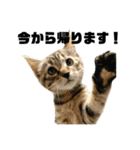 ねこずの日常会話（個別スタンプ：1）