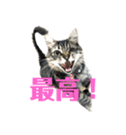 ねこずの日常会話（個別スタンプ：3）