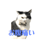 ねこずの日常会話（個別スタンプ：5）