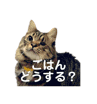 ねこずの日常会話（個別スタンプ：6）