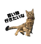 ねこずの日常会話（個別スタンプ：7）