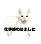 ねこずの日常会話（個別スタンプ：8）