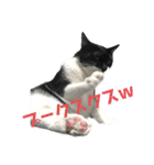 ねこずの日常会話（個別スタンプ：9）