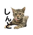 ねこずの日常会話（個別スタンプ：10）
