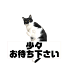 ねこずの日常会話（個別スタンプ：11）
