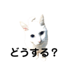 ねこずの日常会話（個別スタンプ：12）