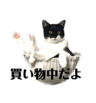 ねこずの日常会話（個別スタンプ：13）