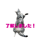 ねこずの日常会話（個別スタンプ：14）