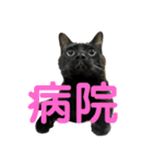 ねこずの日常会話（個別スタンプ：15）