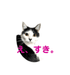 ねこずの日常会話（個別スタンプ：16）