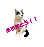 ねこずの日常会話（個別スタンプ：17）