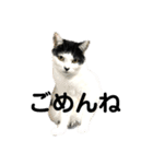 ねこずの日常会話（個別スタンプ：18）