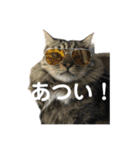 ねこずの日常会話（個別スタンプ：19）