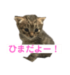 ねこずの日常会話（個別スタンプ：21）