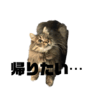 ねこずの日常会話（個別スタンプ：24）